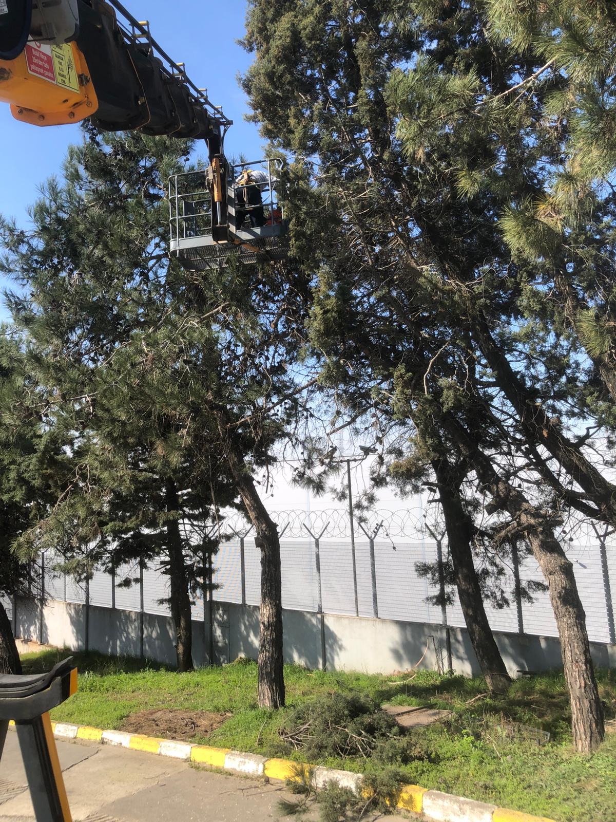 Tehlikeli Ağaç Budama Vinçli İşlem